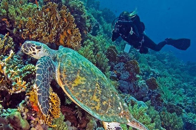 Diving Hurghada