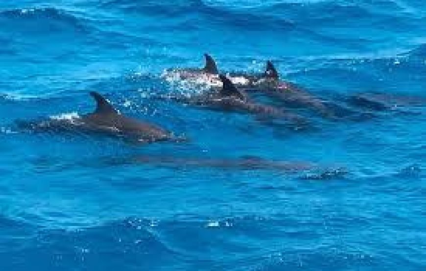 VIP Dolphin House Full-Day Boat Trip