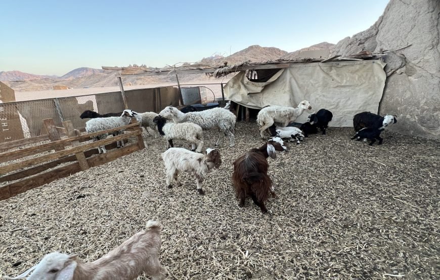 Stargazing Safari In Hurghada